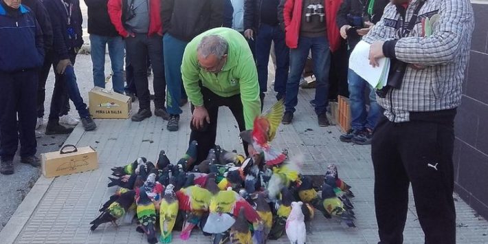 2017 01 11 NP ASPE ACOGE COMARCAL DE COLOMBICULTURA 3