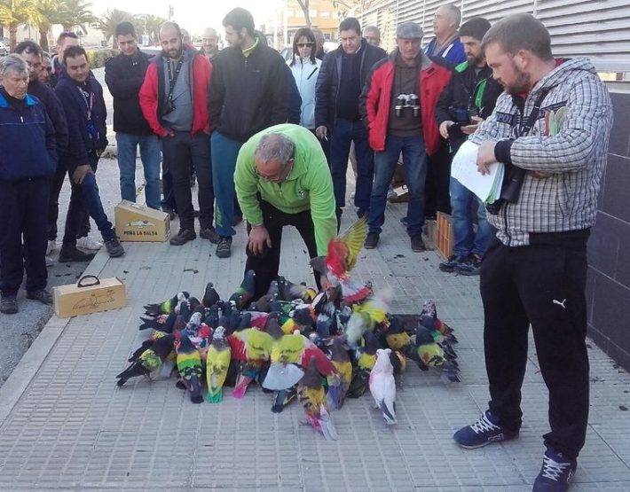 2017 01 11 NP ASPE ACOGE COMARCAL DE COLOMBICULTURA 3