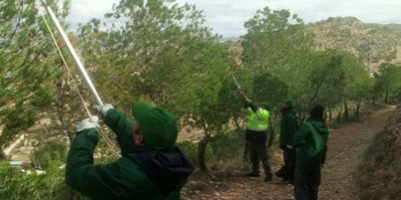 FOTO PROCESIONARIA FOTO PROCESIONARIA