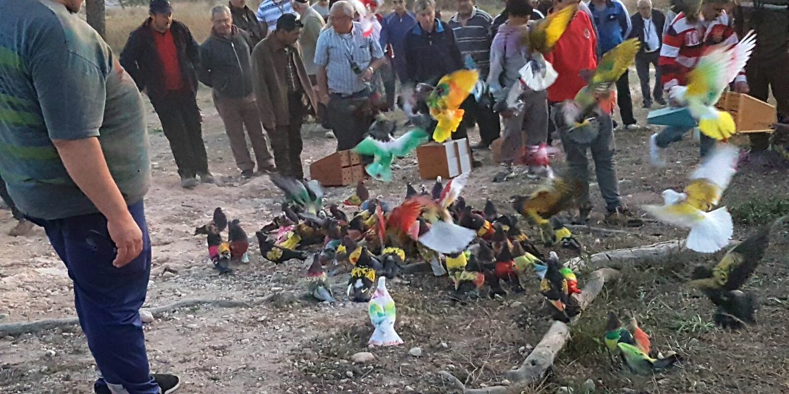 2018-04-26 NP. FINAL MEMORIAL LUIS CALATAYUD DE COLOMBICULTURA