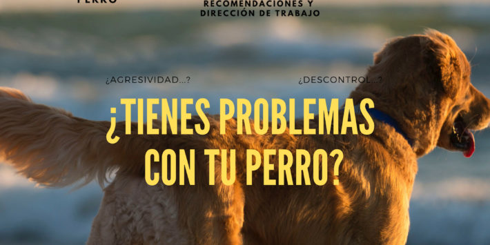 Bien Estar Animal Ayuntamiento