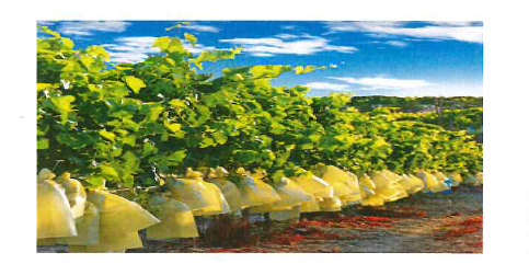 LOGO OFICINA TECNICA AGRARIA ASPE