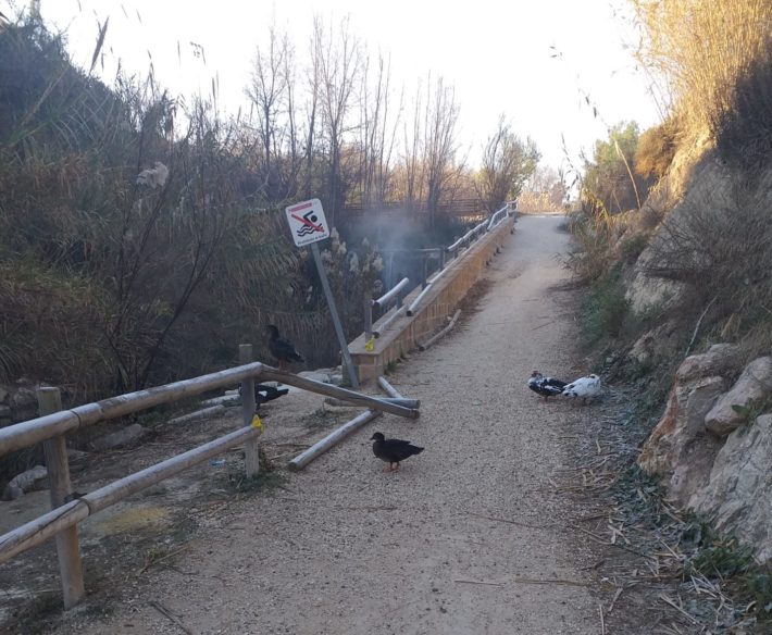 Actos vandálicos en el sendero del cauce del río Tarafa
