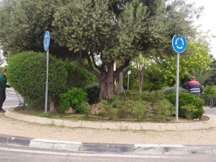 91.- El Ayuntamiento de Aspe planta más de 50 árboles (4)