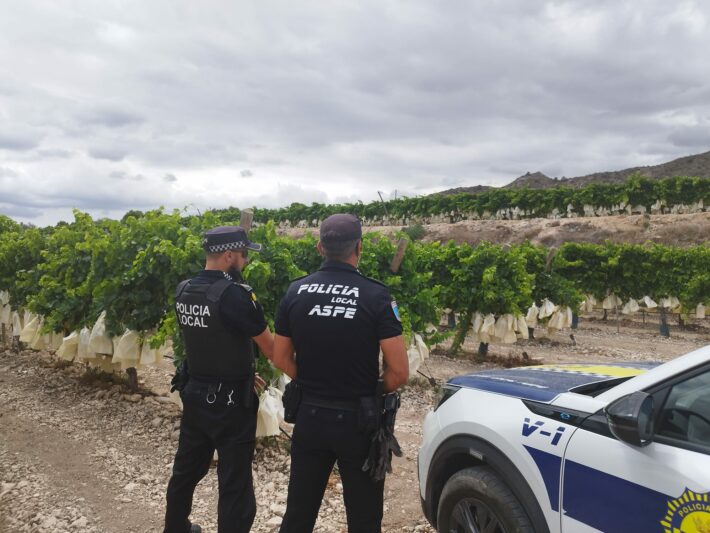 vigilancia uva de mesa (1)