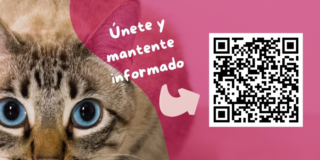 carteles colonias felinas